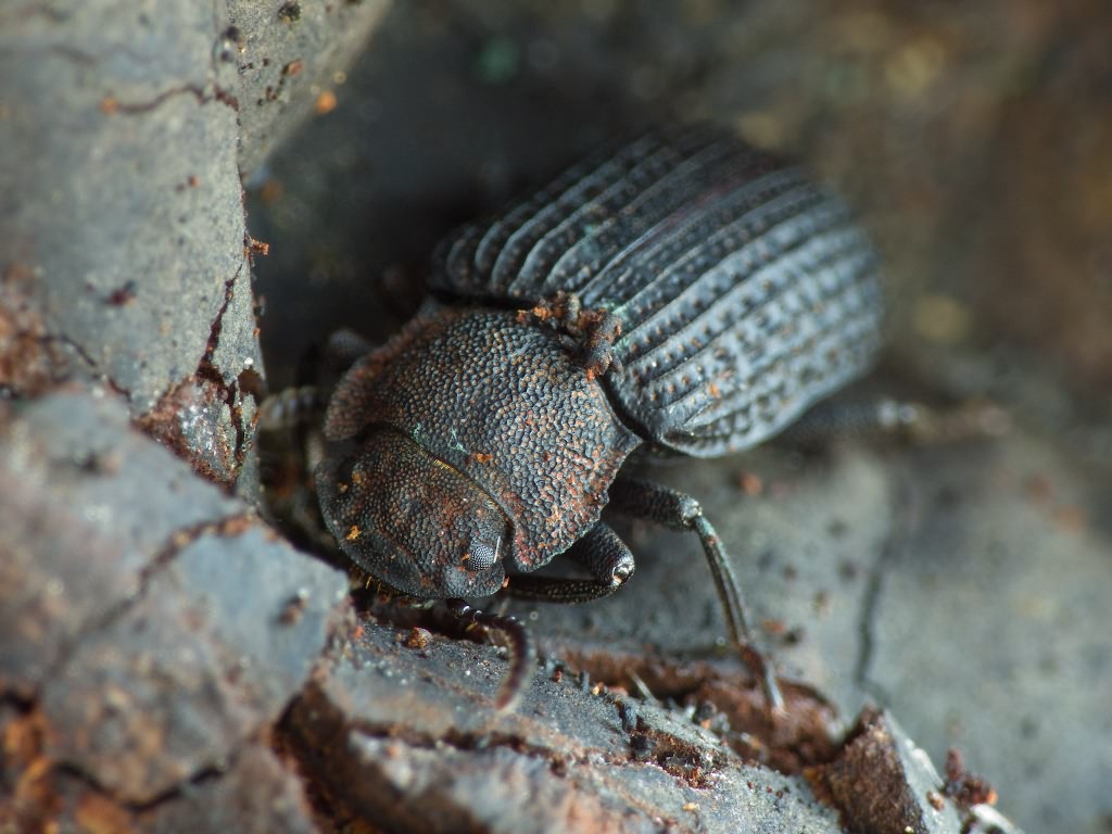 Bolitophagus reticulatus (Linnaeus, 1767)
